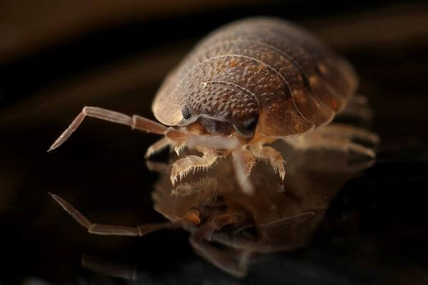 PEST CONTROL POTTERS BAR, Hertfordshire. Pests Our Team Eliminate - Bed Bugs.