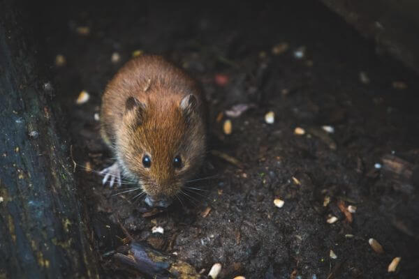 PEST CONTROL POTTERS BAR, Hertfordshire. Pests Our Team Eliminate - Mice.