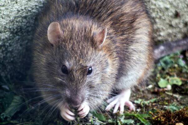 PEST CONTROL POTTERS BAR, Hertfordshire. Pests Our Team Eliminate - Rats.