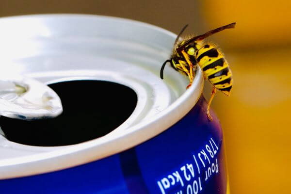 PEST CONTROL POTTERS BAR, Hertfordshire. Pests Our Team Eliminate - Wasps.